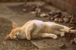 cat-parlour: Autumn nap ♡
