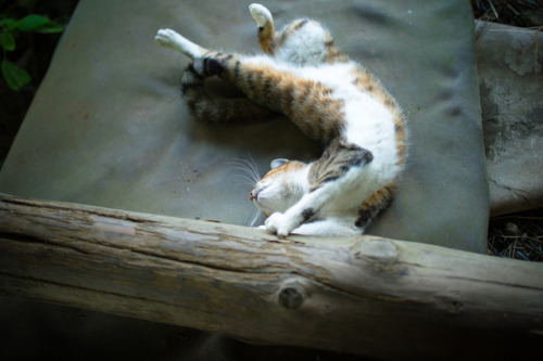 猫背とは。