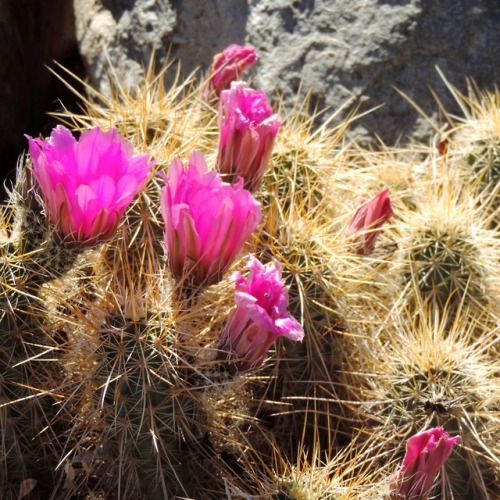 Cactus (Opuntia spp.) Bloom, Scottsdale, Arizona, 2014.Not sure which species this is, but when in b