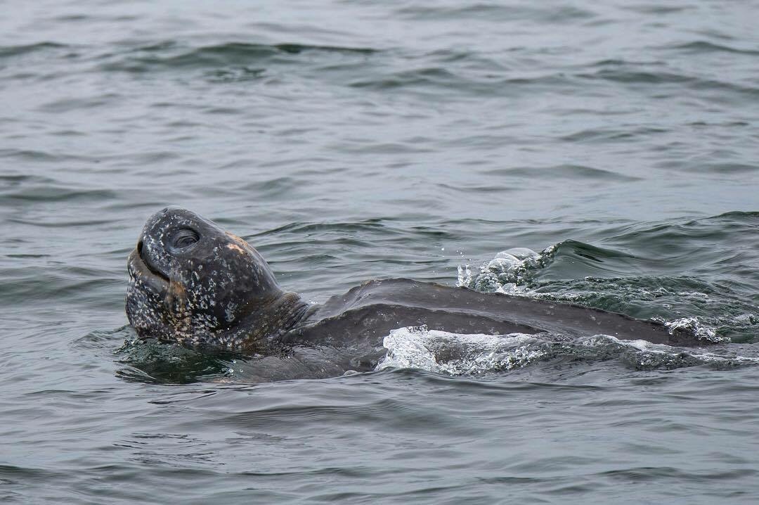 Happy World Sea Turtle Day! 🌊🐢 Summertime visitors to Monterey Bay may catch a glimpse of our local Swimmysaurus Rex: The leatherback sea turtle. These endangered behemoths nest in the black sand beaches of Indonesia and then paddle across the...
