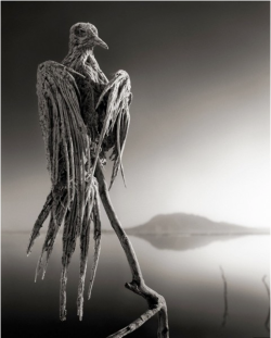  Nick Brandt     Calcified Caped Dove,