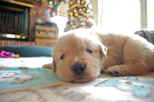 labradork829:  4-week-old Golden Retriever puppies who are all future Leader Dogs for the Blind. 