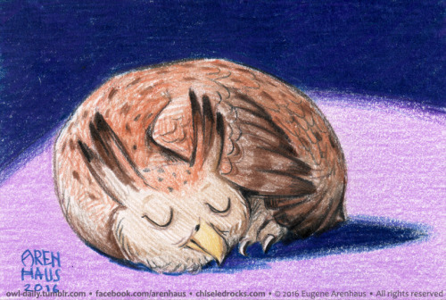  №473: Curled-up owl. 