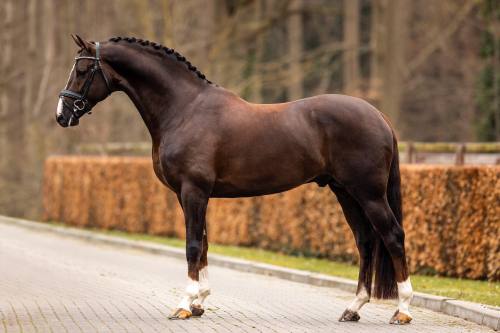 Kyton - Dutch Warmblood Stallion