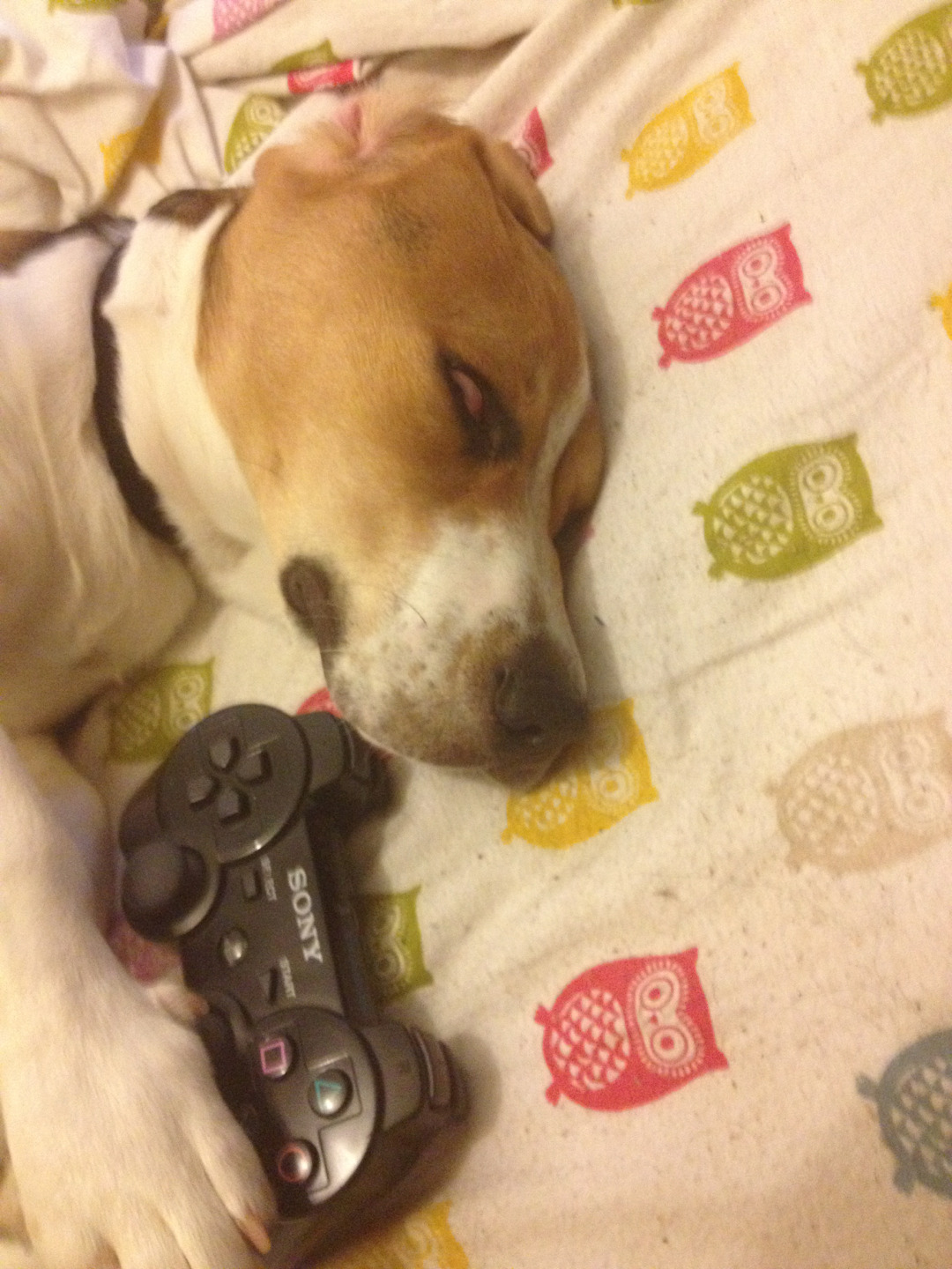 lonelyfoxes:  Gamer life