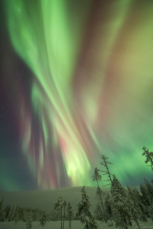 tiinatormanenphotography:  X - Mas Auroras.  23th Dec 2014, Southern Lapland, Finland.  by Tiina Törmänen 