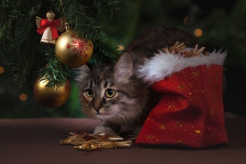 adelphicoracle: ainawgsd: Christmas Cats Adorable ornaments