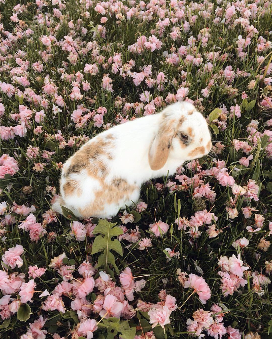 annya-karina:  hopping through the blossoms! 🐇🌸 
