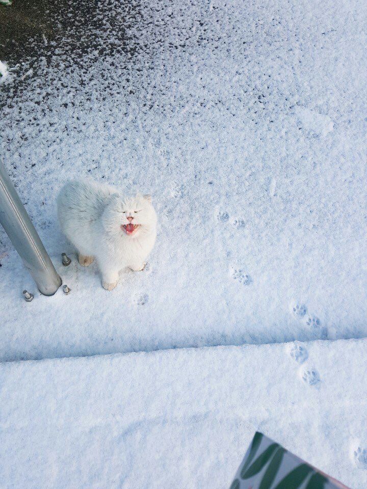 justcatposts: She cold
