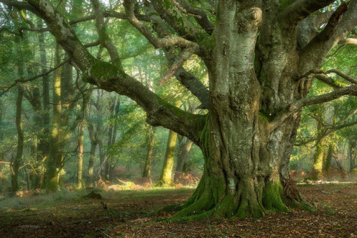 expressions-of-nature: Scotland by Gavin Hardcastle (www.fototripper.com)