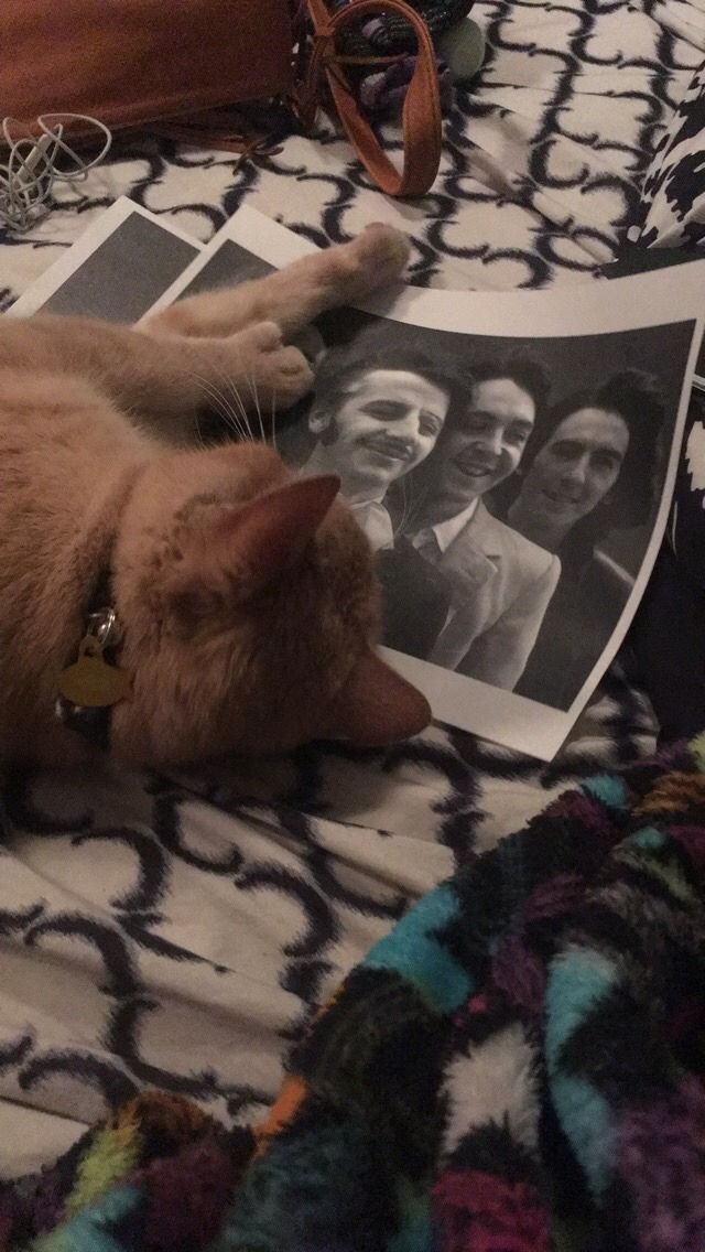 panini-deaky: My cats weird obsession with Ringo Starr So recently my cat has become infatuated with a picture of Ringo Starr I have hanging up in my room    He only ever does this with ringo, not George, the only other picture he can reach, I thought