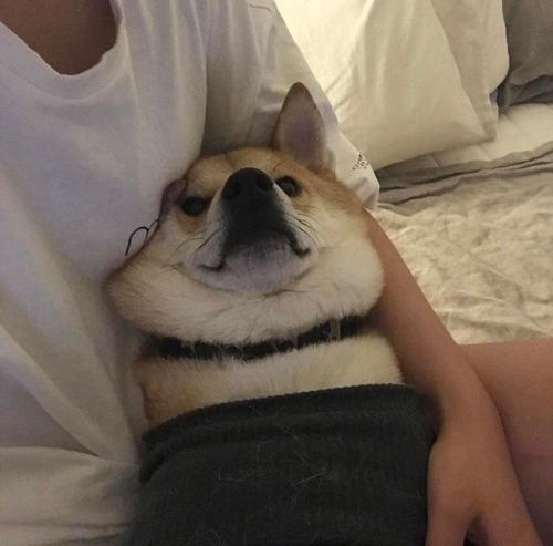4dogs:https://instagram.com/p/BU6tLVOlGii/