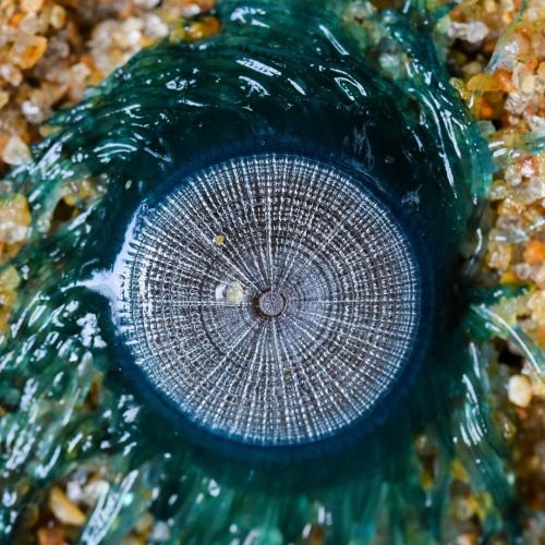 amnhnyc:Here’s one button you don’t want to push: the blue button (Porpita porpita). While it looks like a jellyfish, it’s actually a colony of hydrozoan polyps! It has two main parts: the center “button” and the hydroid strands. The inch-wide