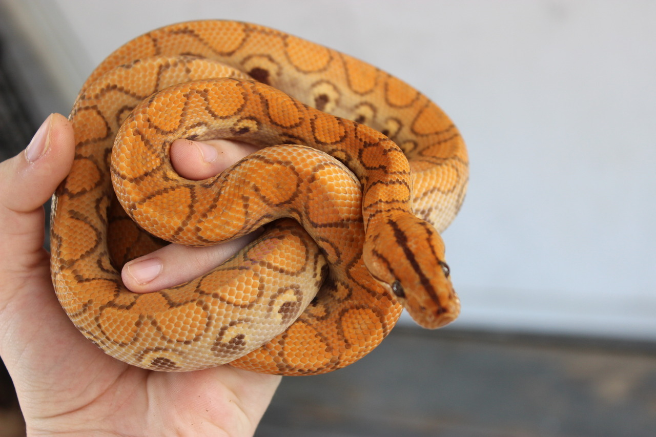 Hypo Rainbow Boa
Epicrates Cenchria
Source:  Here