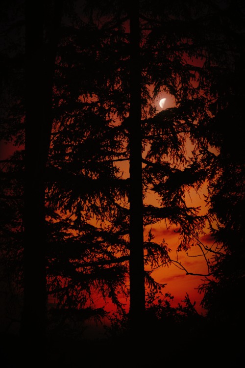 skeletalmachine: frostklamm: dreaming the dark Blood skies fall upon the forest, awaking the ancient