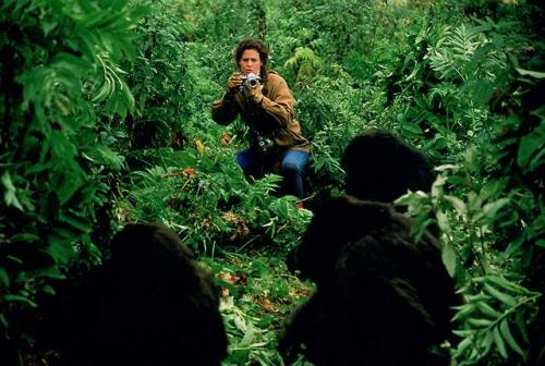 Eccentric primatologist and conservationist Dian Fossey (Sigourney Weaver) finds her calling among t