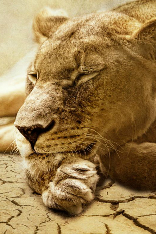ilaurens:  chillen - By: (Nicole Faton)
