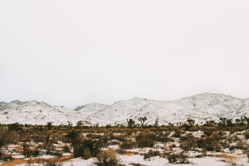 taleoftheastronaut:  Spent the last day of 2015 in Joshua Tree. by Jeremiah Probodanuinstagram: thecraziethewizard  