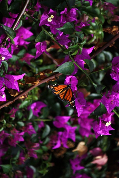 falling-from-a-star:Monarch / Danaus plexippus by diwan on Flickr.