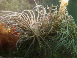 sapphire1707:  Snakelocks Anemone (Anemonia Viridis) by b_temple