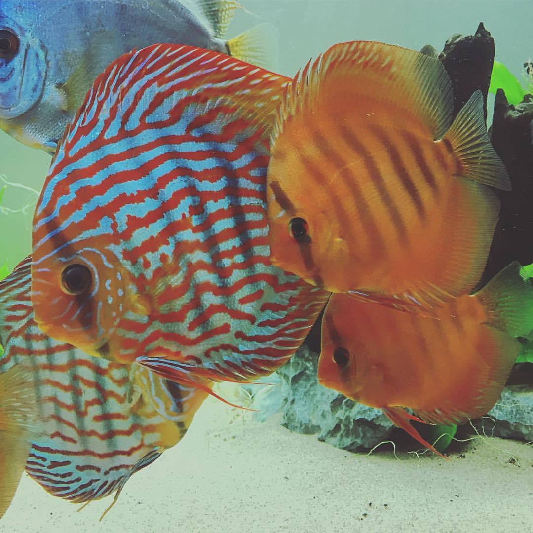 Discus.ae  UAE Aquarium Store