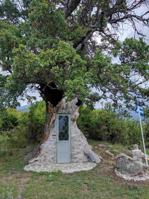 gemsofgreece:tryingtocopia:gemsofgreece:Oak tree chapel in the Village of Agia Varvara. In Greece yo