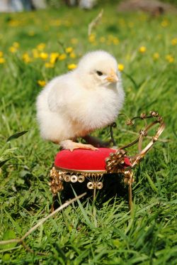 chickensgloriouschickens:  Ducky