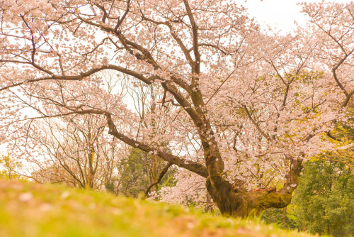 桜咲き誇れ by kei kumada