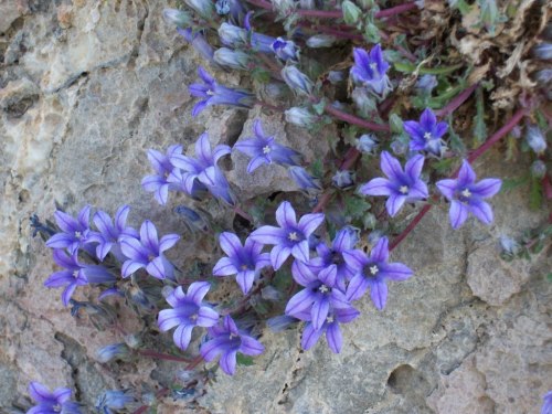 tangledwing: Campanula celsii is a clock plant species, included in the genus bluebells and family c