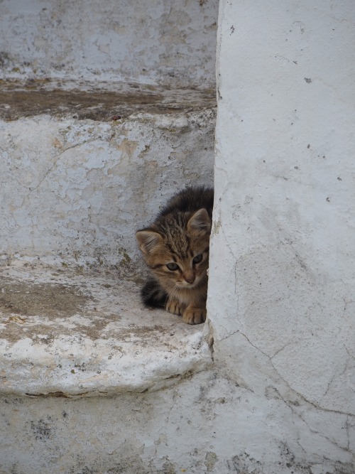 juliahoskins:Cats of Tinos.  Greece.