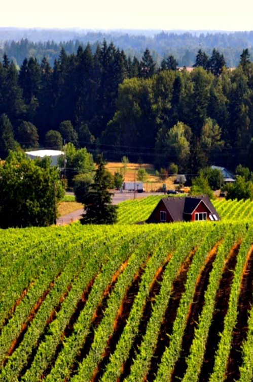 seagirl49:
“ Northern Willamette Valley Wine Country
© Susan Kramer 2014 All Rights Reserved
near Dundee, Oregon US PDX
”