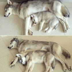 awwww-cute:  Mommy and her little boy as a pup, mommy and her little boy as a teen! The transformation is so cute! 