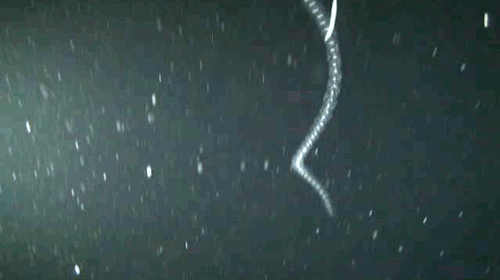fuckyeahfluiddynamics: Salps are small, jellyfish-like marine invertebrates that swim by ejecting a 