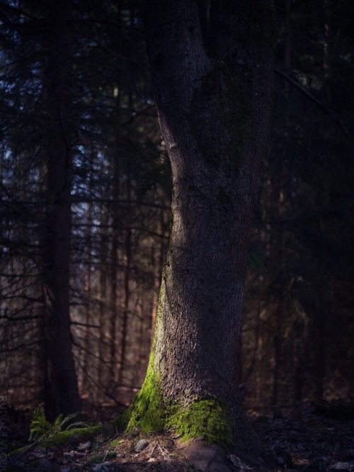 rudolfvlcek:Forest