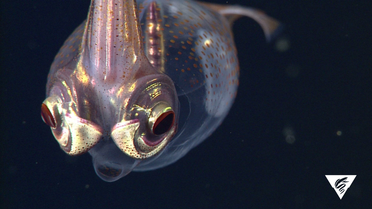 Why would a deep-sea squid like this Galiteuthis sp. have light-producing organs around its eyes? Scientists like our colleagues at Monterey Bay Aquarium Research Institute (MBARI) believe that producing light helps this deep-sea critter camouflage....