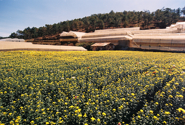 Đà Lạt, 2/2014 on Flickr.
Via Flickr:
• Camera: Nikon FM
• Film: Fuji ProPlus 200
• Blog | Tumblr