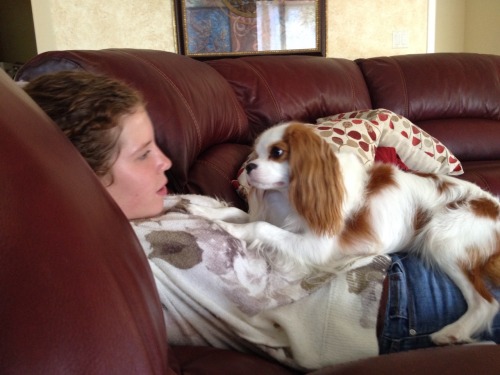 actualdogvines:  My King Charles Cavilers, Logan and Jersey❤️ (submitted by stayingindoors)