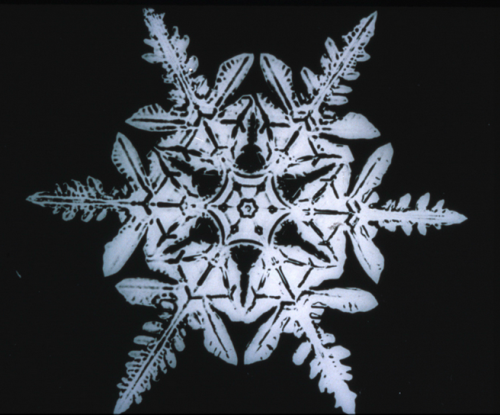 amnhnyc:While it’s coming down outside, take a look at photographs of magnified snow crystals. Photo