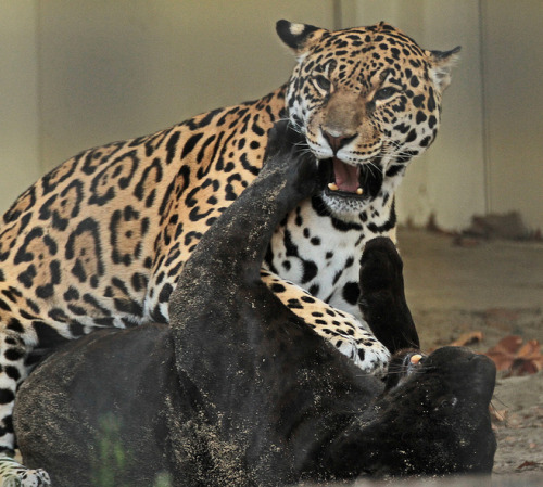 jaguarssoul:  Jaguar sisters Zoë and Zara from the Antwerpen Zoo (Belgium) Photographer: Joke Kok