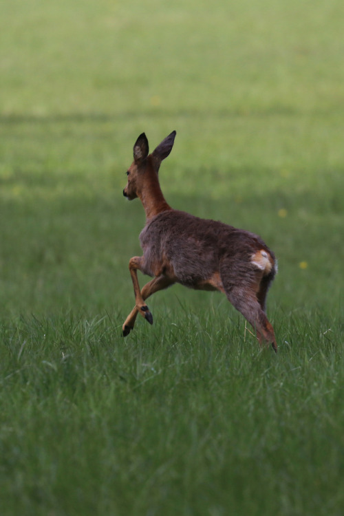 Roe deer, one of them very pregnant. A sudden movement from a bird scared them, but they soon realis