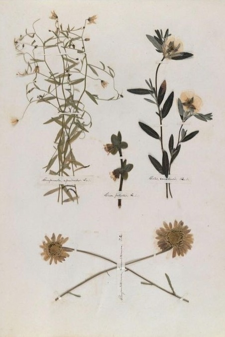 xshayarsha: Emily Dickinson’s Herbarium.  Dickinson’s favorite flowers include the gentian, the crow