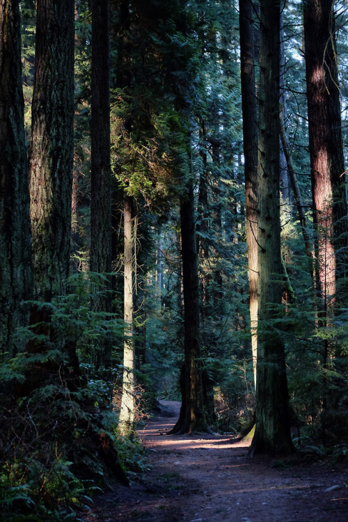 forest walkubc endowment lands, vancouver, bc