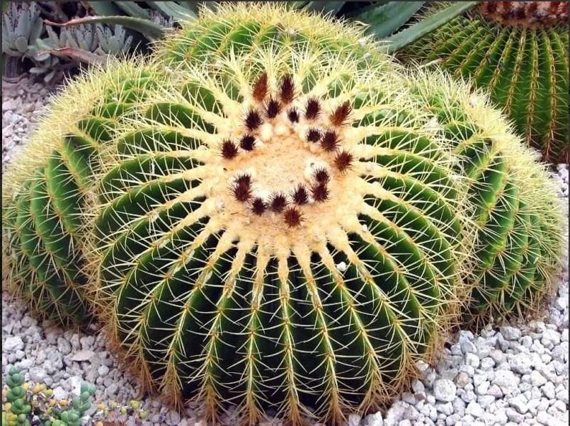 Cadeira de Sogra – Echinocactus grusonii | Blog das Flores