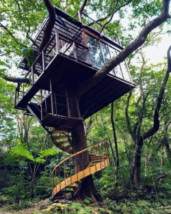 utwo:  Treeful Treehouse EcoResortOkinawa©