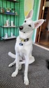 katiiie-lynn:Hanging out in the reading room today and the pups joined me per usual