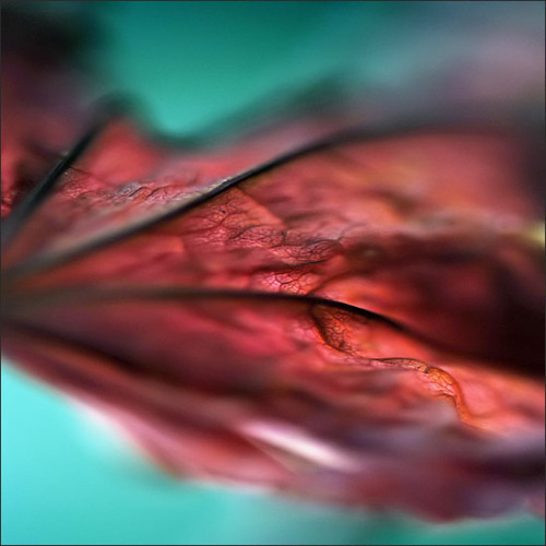 leslieseuffert:  Sophie Thouvenin