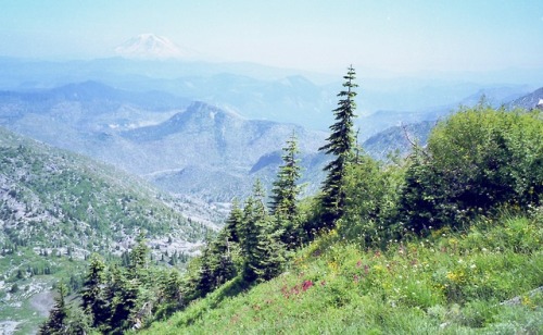 August in the Blast Zone, Mt. St. Helens National Volcanic Monument, Washington, 2000.Shots were tak