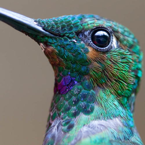 jedavu:  Hummingbirds Pack A Colorful Punch 