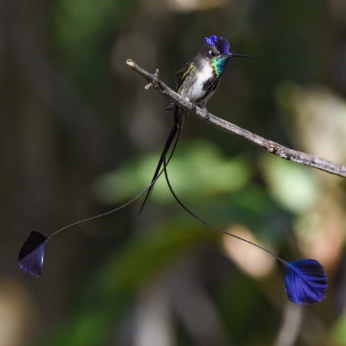 fascinator-birds:Marvelous Spatuletail (Loddigesia mirabilis)© Luis Panamá