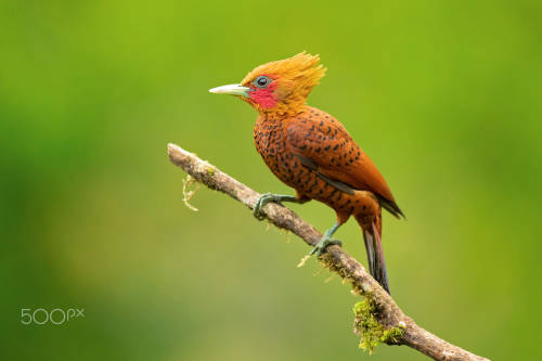 Chestnut-colored Woodpecker by Milan Zygmunt Camera: Canon EOS-1D X Mark II